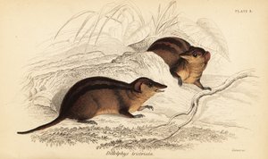 Noordelijke drie-streep buidelrat, Monodelphis americana