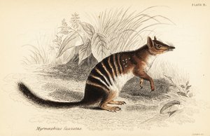 Numbat, Myrmecobius fasciatus. Bedreigd