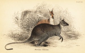 Roodnek wallaby, Macropus rufogriseus door Georges Robert Waterhouse