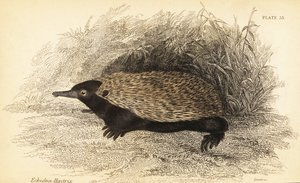 Kortsnuitige echidna, Tachyglossus aculeatus
