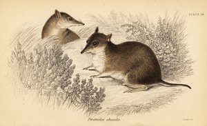 Zuidelijke bruine bandicoot, Isoodon obesulus. Bedreigd door Georges Robert Waterhouse