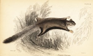 Suikerglider, Petaurus breviceps (gravure)