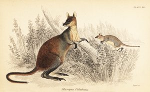 Moeraswallaby, Wallabia bicolor (gravure) door Georges Robert Waterhouse