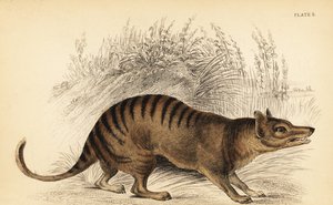 Tasmaanse tijger, Thylacinus cynocephalus. Uitgestorven, 1841 (gravure)