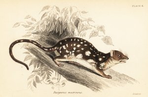 Tijgerquoll, Dasyurus maculatus, 1841 (gravure) door Georges Robert Waterhouse