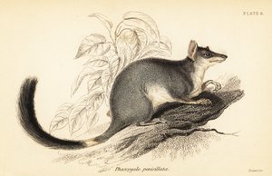 Tuan of gewone wambenger, Phascogale tapoatafa, 1841 (gravure)
