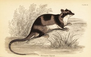 Waterbuidelrat of yapok, Chironectes minimus (gravure)