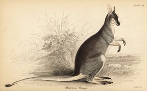 Whiptail wallaby, Macropus parryi door Georges Robert Waterhouse