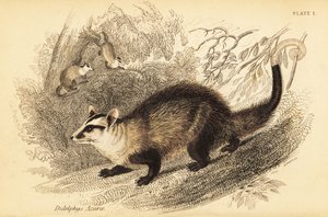 Witoor buidelrat, Didelphis albiventris (gravure) door Georges Robert Waterhouse