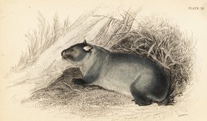 Wombat, Vombatus ursinus door Georges Robert Waterhouse