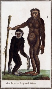 Jocko, chimpansee of gibbon, illustratie uit Histoire naturelle door Georges de Buffon