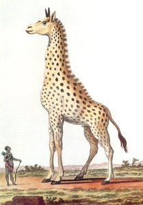 Tekening van een fantastische mannelijke giraffe door Georges de Buffon