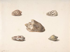 Vijf Schelpen, n.d.