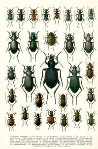 Antieke Print van Variëteiten van Europese Kevers, c.1910 door Georgiy Jacobson