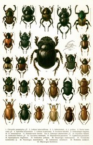Antieke prent van variëteiten van Europese kevers, ca. 1910 (chromolithografie) door Georgiy Jacobson