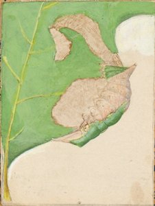 Eikenbladrandrups, studie voor boek Concealing Coloration in the Animal Kingdom
