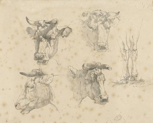 Studieblad met vier koeienkoppen en de poten van een koe