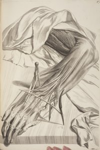 Anatomia Humani Corporis door Govard Bidloo