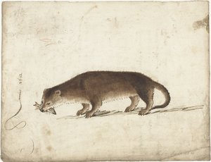 Otter met een vis in zijn bek door Gerard ter Borch (I)