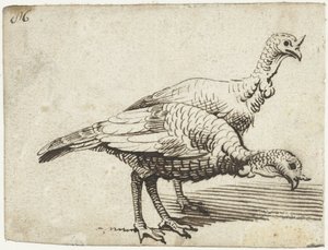 Twee kalkoenen