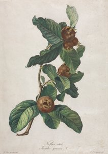 Gecultiveerde Mispel (Mespilus germanica)