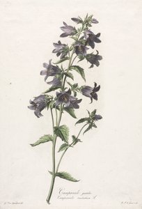 Bloemen getekend naar de natuur: Klokjesbloem