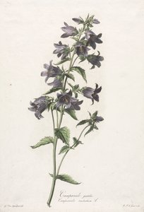Fleurs dessinées d