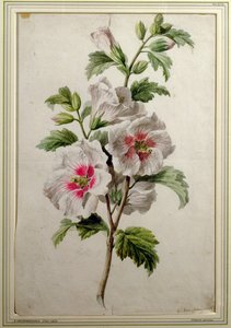 Stokrozen door Gerard van Spaendonck