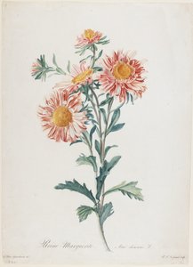 Reine-Marguerite, uit Fleurs Dessinees d