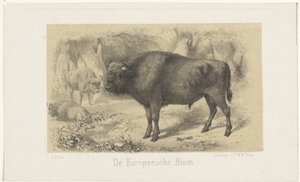 Europese bizon door Gerardus Johannes Bos