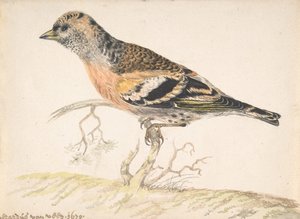 Vink Fringilla Montifringilla, 1679