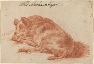 Wild Zwijn