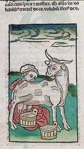 Een meid die een koe melkt, 1491 door German School