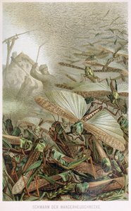 Een zwerm sprinkhanen, uit Brehms Tierleben, uitgegeven 1860s door German School