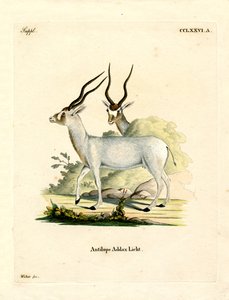 Addax Antilope door German School