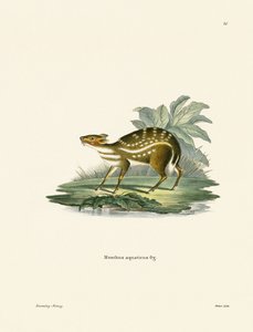 Afrikaanse Chevrotain