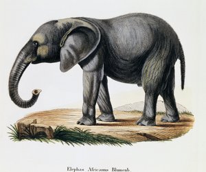 Afrikaanse Olifant (Elephas africanus), uit Zoogdieren geïllustreerd uit de natuur met beschrijvingen, door Johann Christian Daniel von Schreber (1739-1810), gravure door IC Bock naar tekening van A Fleischmann, Duitsland door German School