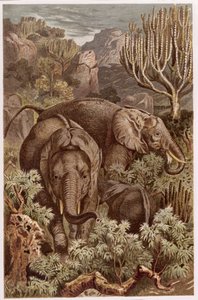 Afrikaanse olifant, plaat uit Brehms Tierleben: Allgemeine Kunde des Tierreichs, vol.3, p.9, gepubliceerd door Bibliographisches Institut, 1891