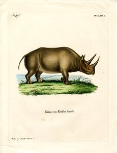 Afrikaanse Neushoorn door German School