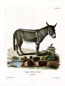 Afrikaanse Wilde Ezel