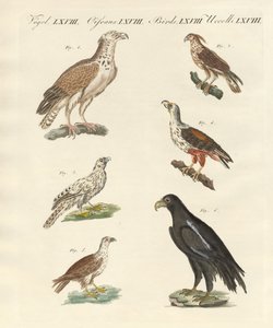 Afrikaanse vogels