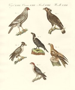 Afrikaanse vogels