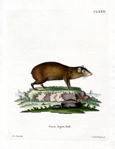 Agouti door German School