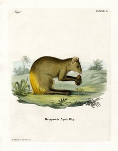 Agouti door German School