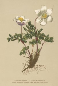 Alpen Anemoon (Anemone alpina, Pulsatilla alpina) door German School