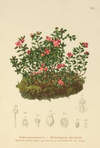 Alpenazalea