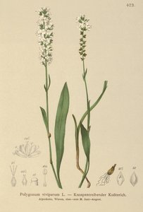 Alpen Duizendknoop (Bistorta vivipara, Polygonum viviparum, Persicaria vivipara)