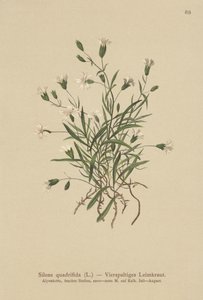 Alpen Campion