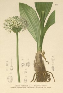 Alpen Prei (Allium victorialis, Allium victoriale, Cepa victorialis, Geboscon triphylum, Allium plantagineum, Allium anguinum) door German School