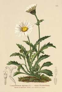 Alpenmargriet door German School